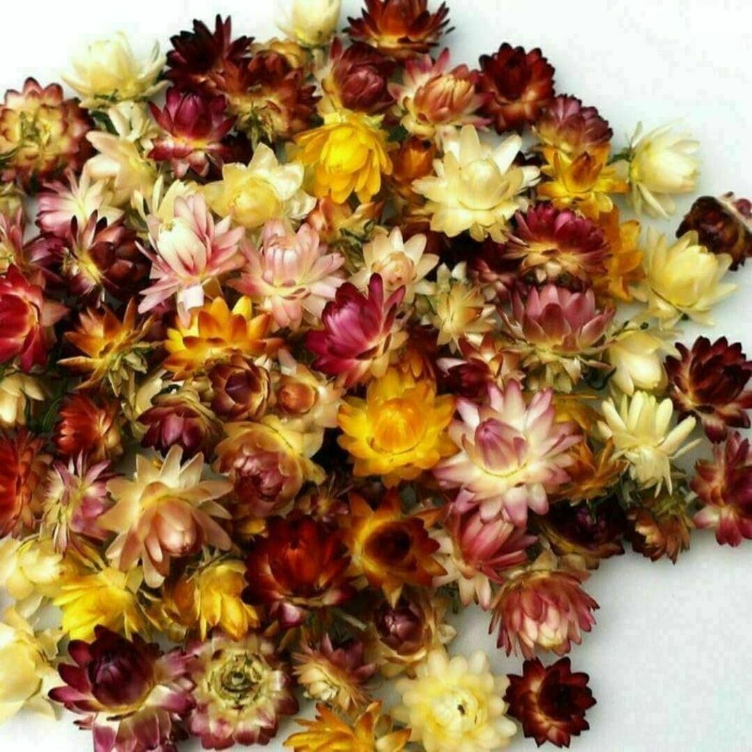 カルカソンヌ メイフラワー 絶版商品 カルカソンヌ メイフラワー 絶版 カルカソンヌ メイフラワー号